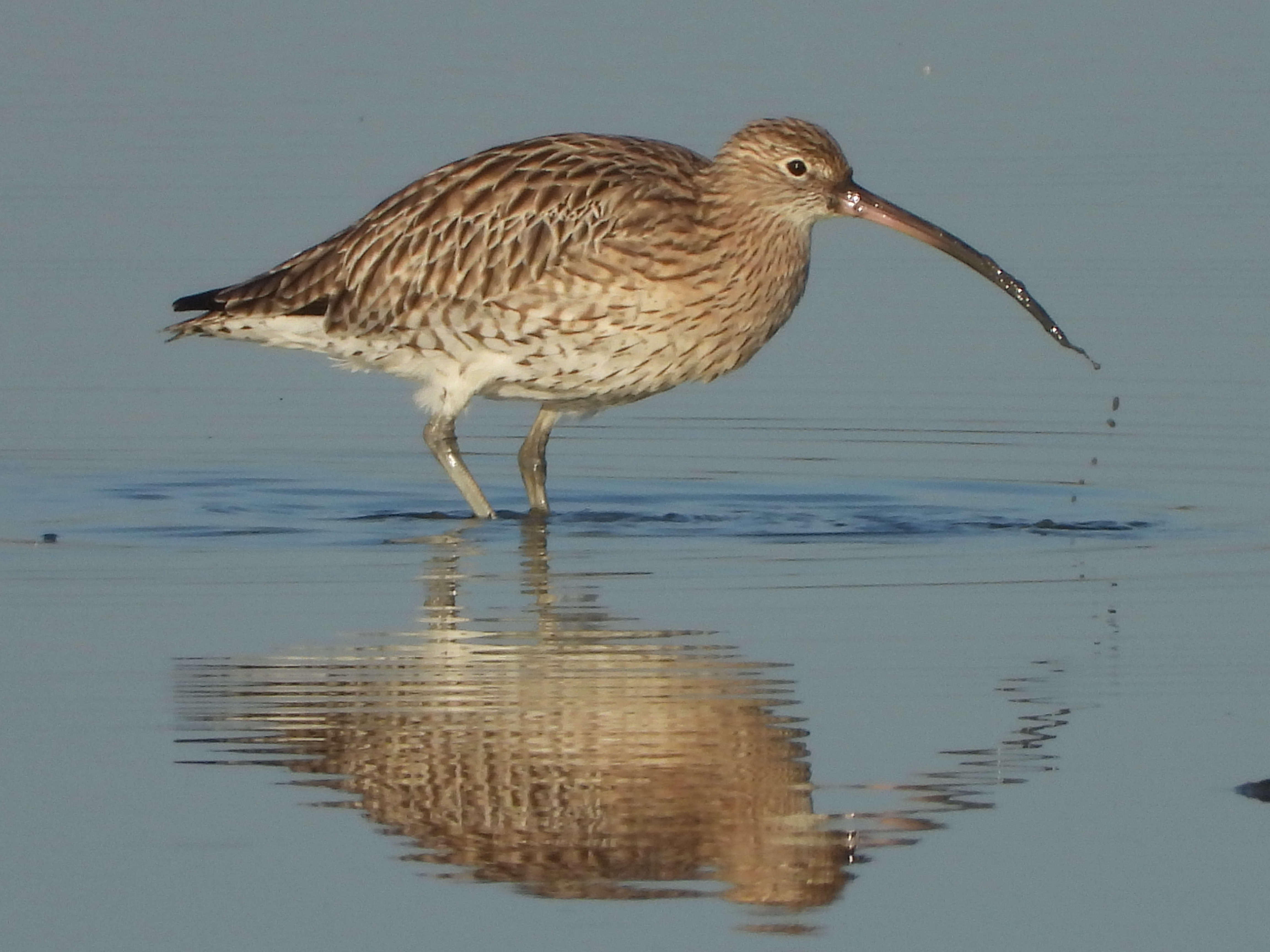 Neville’s close up of Curlew; credit to @ecology_cymru