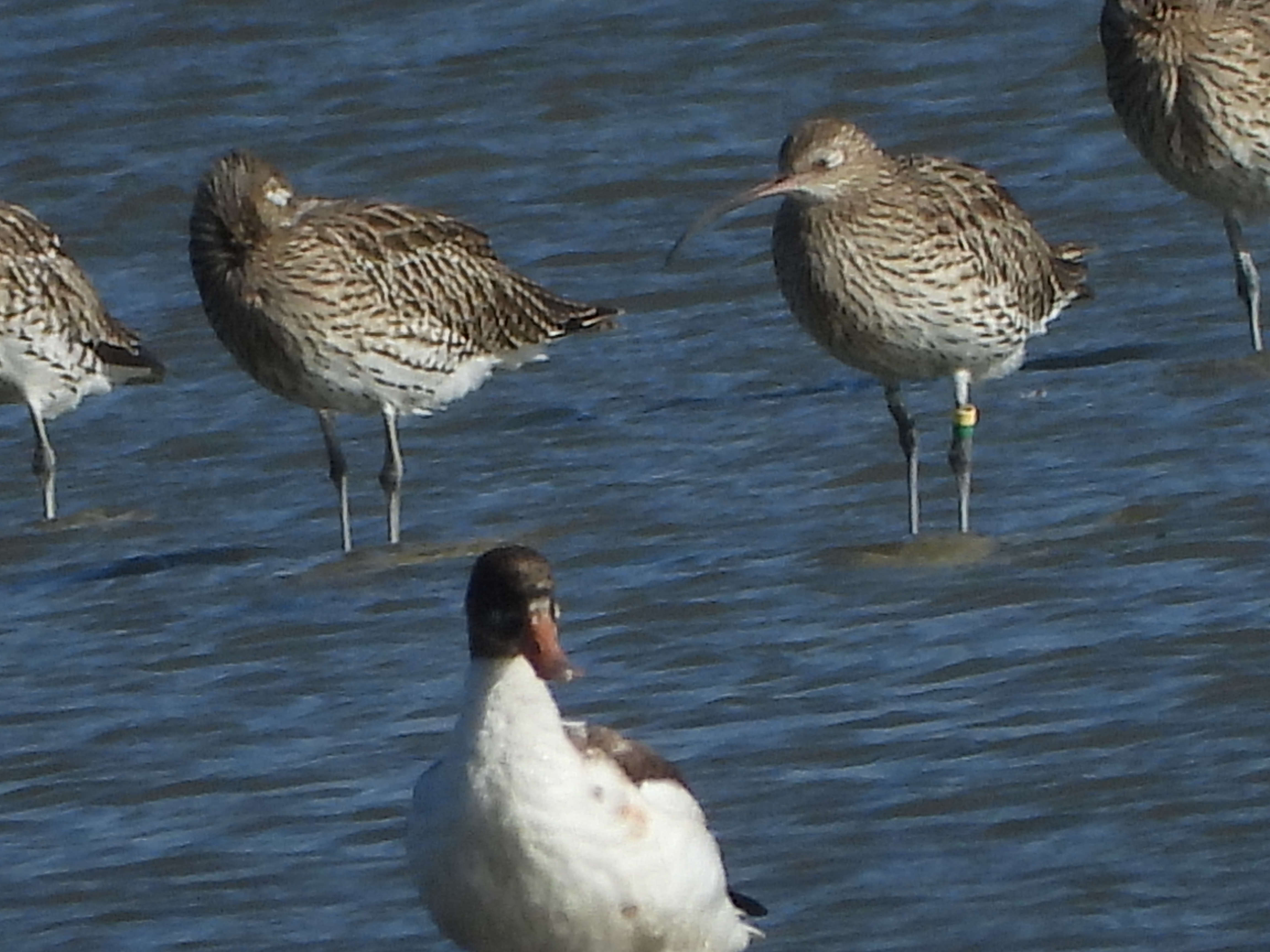 German ringed bird at Goldcliff. Photo credit. Neville Davies